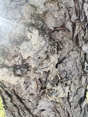 Biscogniauxia atropunctata