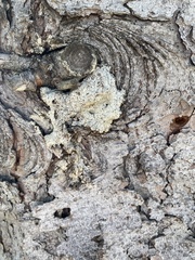 Biscogniauxia atropunctata