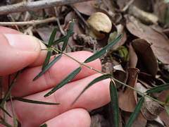 Secamone filiformis