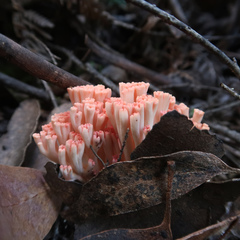 Ramaria capitata ochraceosalmonicolor