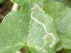 Phytomyza ranunculi