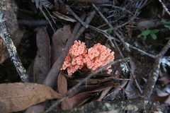 Ramaria capitata ochraceosalmonicolor