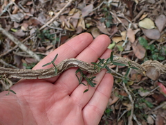 Secamone filiformis