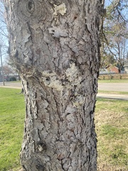 Biscogniauxia atropunctata