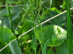Milium vernale