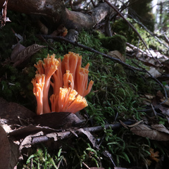 Ramaria capitata ochraceosalmonicolor