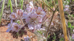Phacelia cicutaria hispida