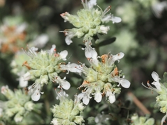 Teucrium murcicum