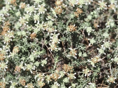 Teucrium murcicum