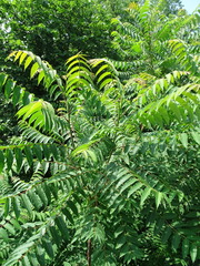 Ailanthus altissima