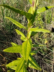 Pterocaulon polystachyum