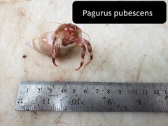 Pagurus pubescens