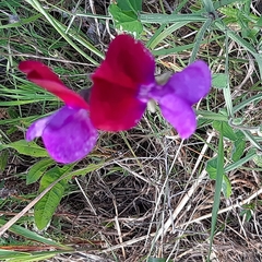Lathyrus odoratus