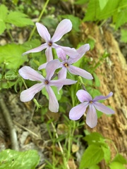 Phlox stolonifera
