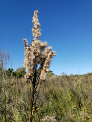 Pterocaulon polystachyum