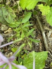 Phlox stolonifera