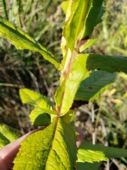 Pterocaulon polystachyum