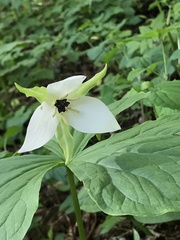 Trillium simile
