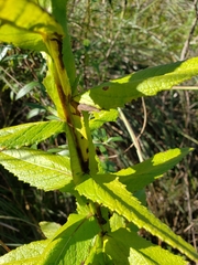 Pterocaulon polystachyum