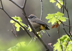 Leiothlypis crissalis