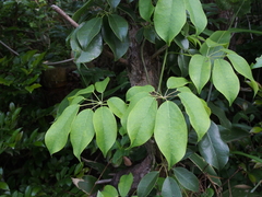 Stauntonia hexaphylla