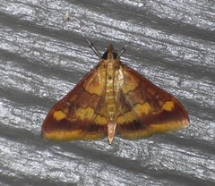 Pyrausta onythesalis