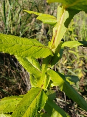Pterocaulon polystachyum