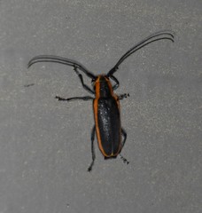 Saperda lateralis