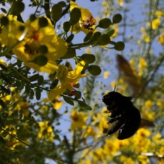 Xylocopa sonorina