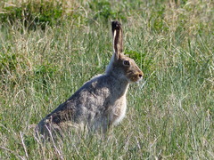 Lepus townsendii