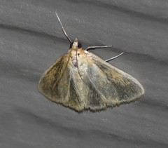 Crocidophora tuberculalis