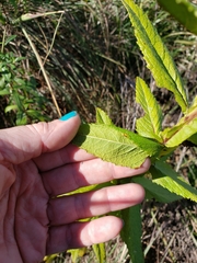 Pterocaulon polystachyum