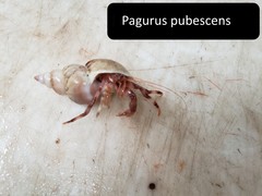Pagurus pubescens