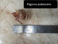 Pagurus pubescens