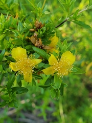 Hypericum galioides