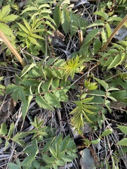 Filipendula rubra