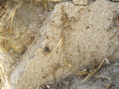 Menemerus semilimbatus