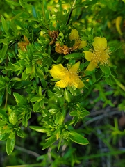 Hypericum galioides