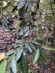 Pimenta racemosa