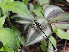 Leptogomphus sauteri