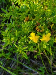 Hypericum galioides