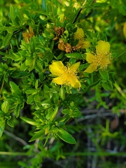 Hypericum galioides