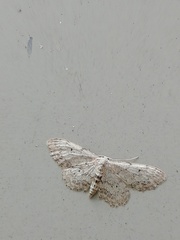 Idaea incisaria