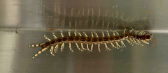Hemiscolopendra
