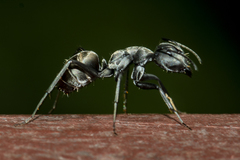 Camponotus parius