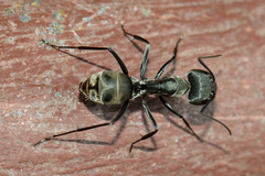 Camponotus parius