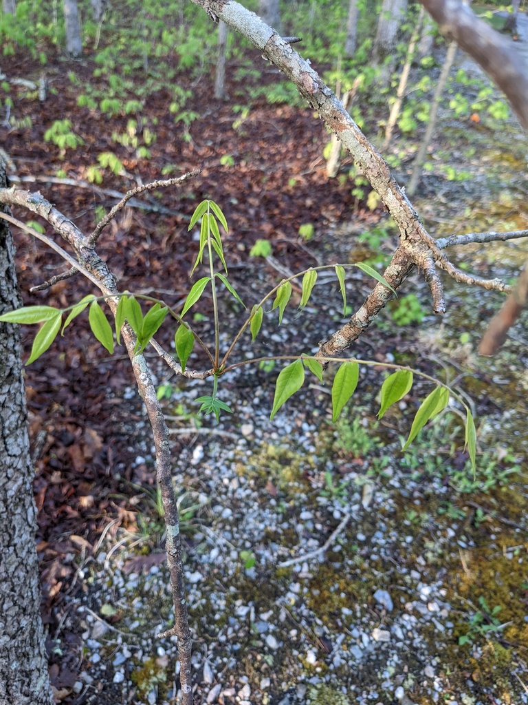 Chinese pistache (Pistacia chinensis)