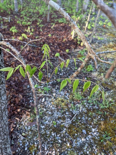 Chinese pistache (Pistacia chinensis)