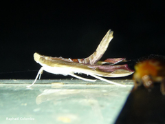 Agathodes monstralis