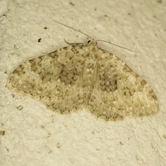 Coenotephria ablutaria